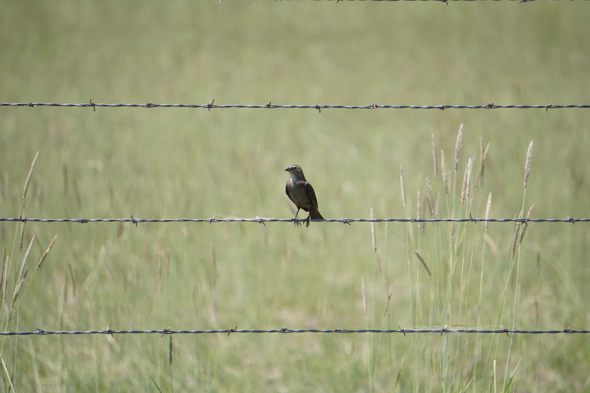 Brown-headed Cowbird - ML637316961