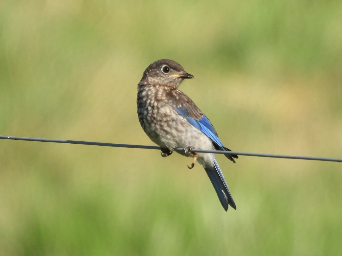 Eastern Bluebird - ML637317078