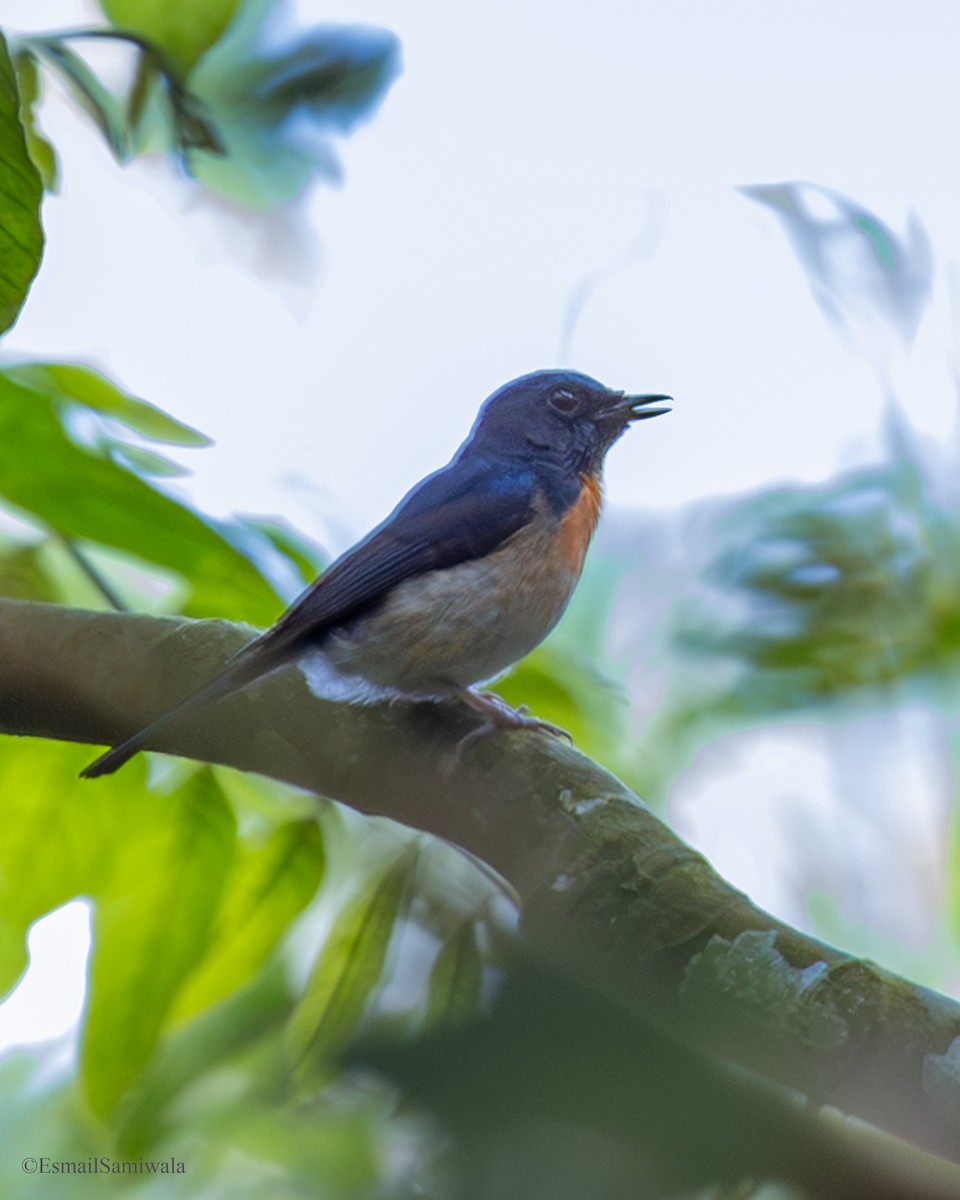 Hainan Blue Flycatcher - ML637317082
