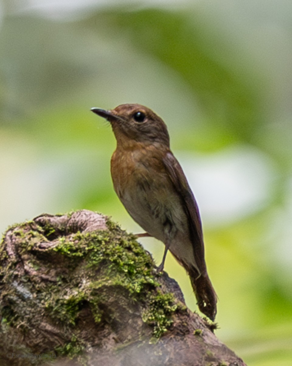 Hainan Blue Flycatcher - ML637317083