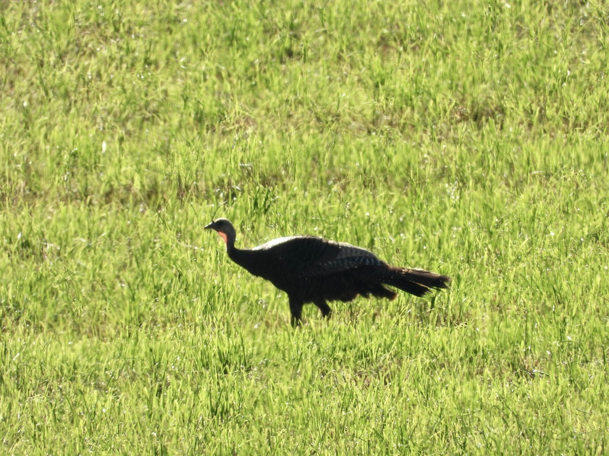 Wild Turkey - ML637317125