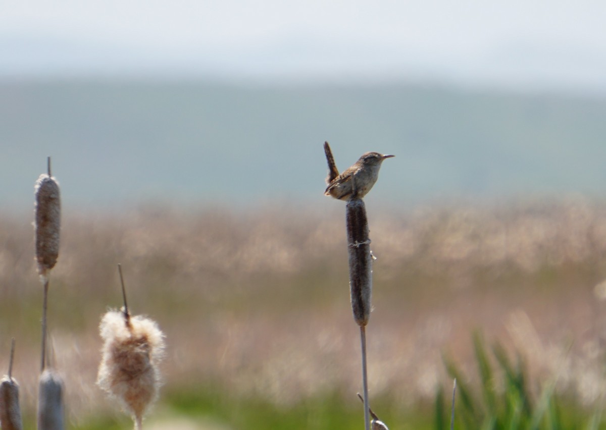 Marsh Wren - ML637317129