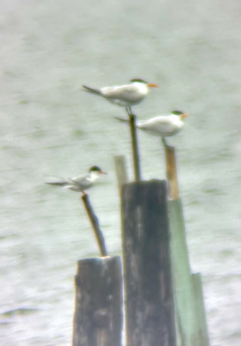 Royal Tern - ML637317176