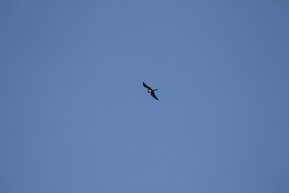 Lesser Frigatebird - ML637317219