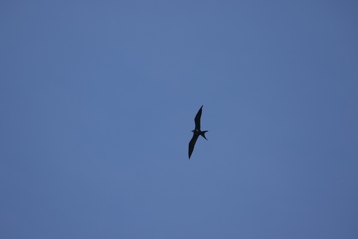 Lesser Frigatebird - ML637317221