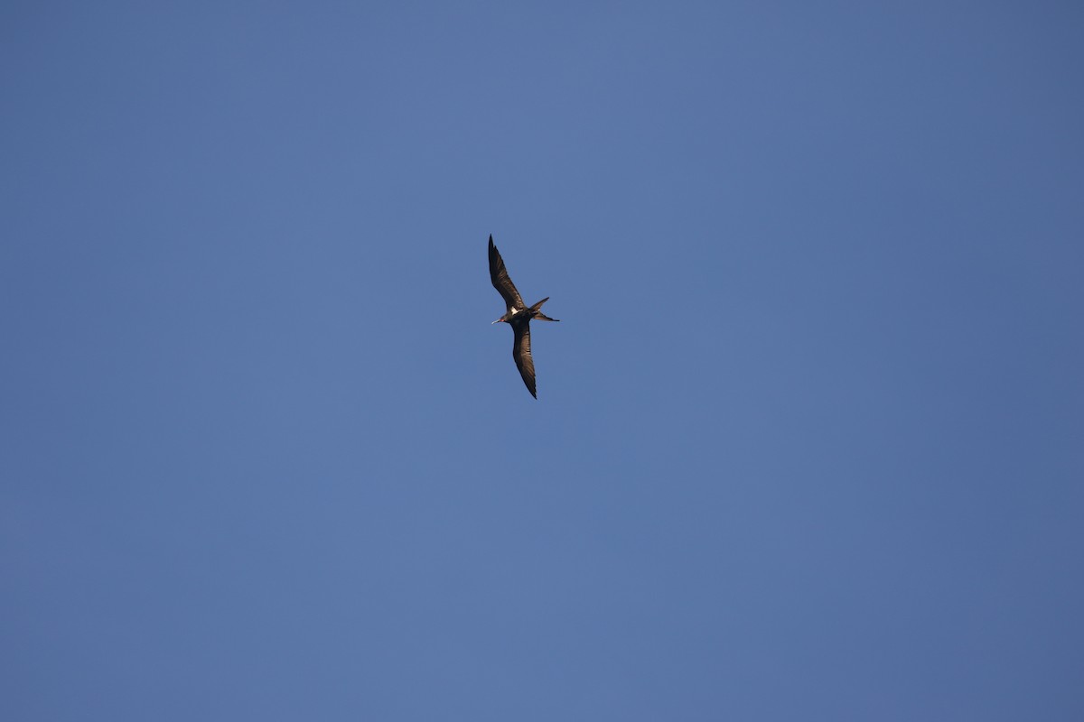 Lesser Frigatebird - ML637317222