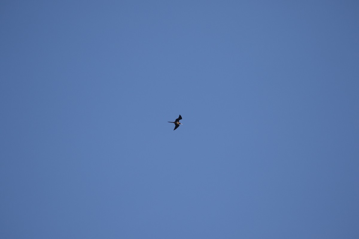Lesser Frigatebird - ML637317225