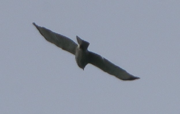 Broad-winged Hawk - ML637317262