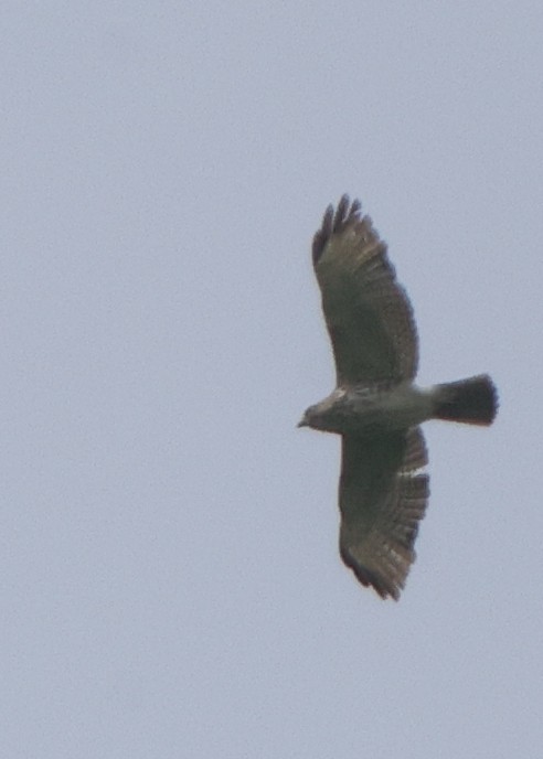 Broad-winged Hawk - ML637317301