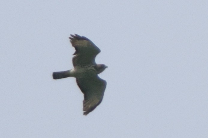 Broad-winged Hawk - ML637317327