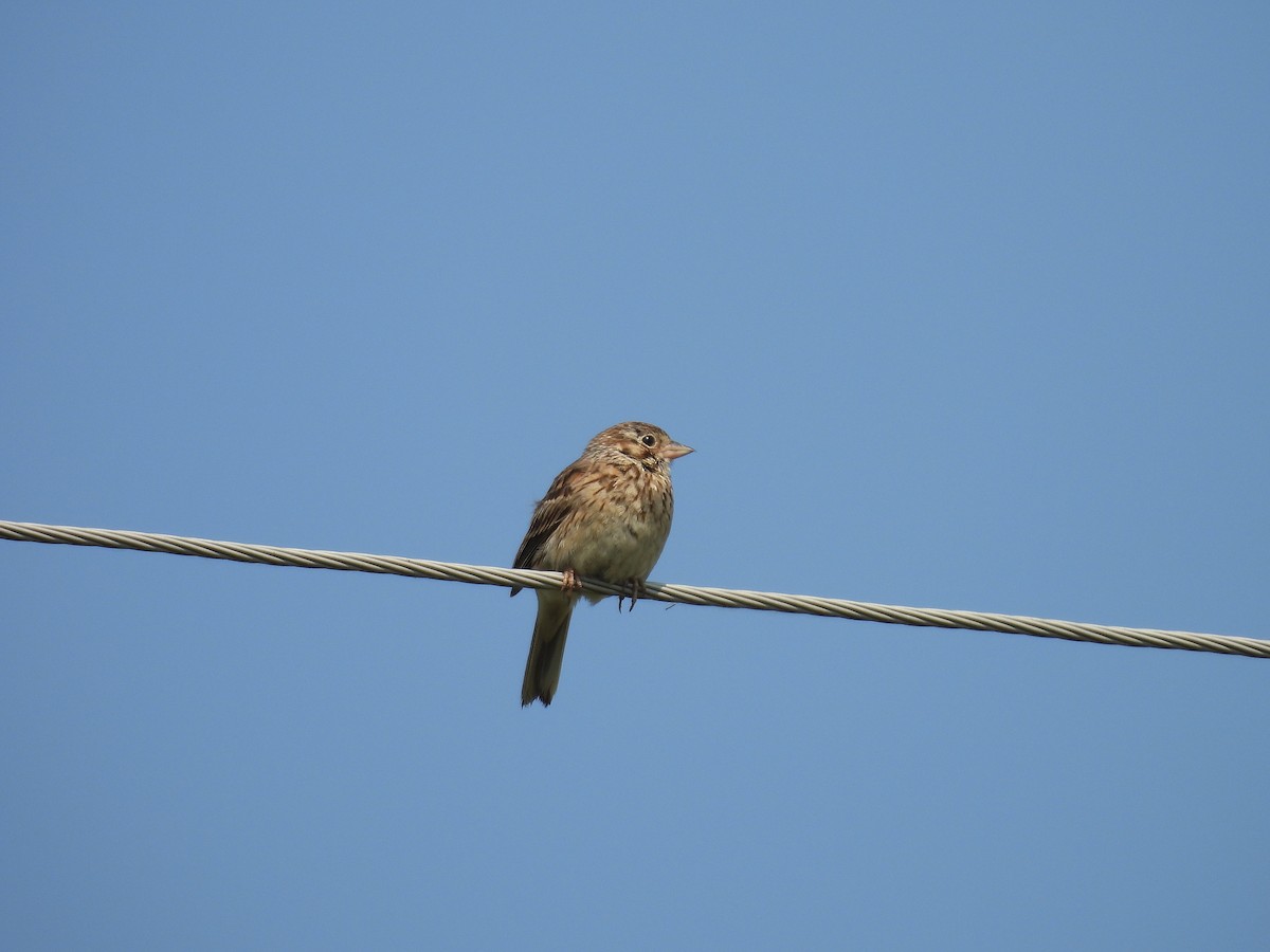 Vesper Sparrow - ML637317351