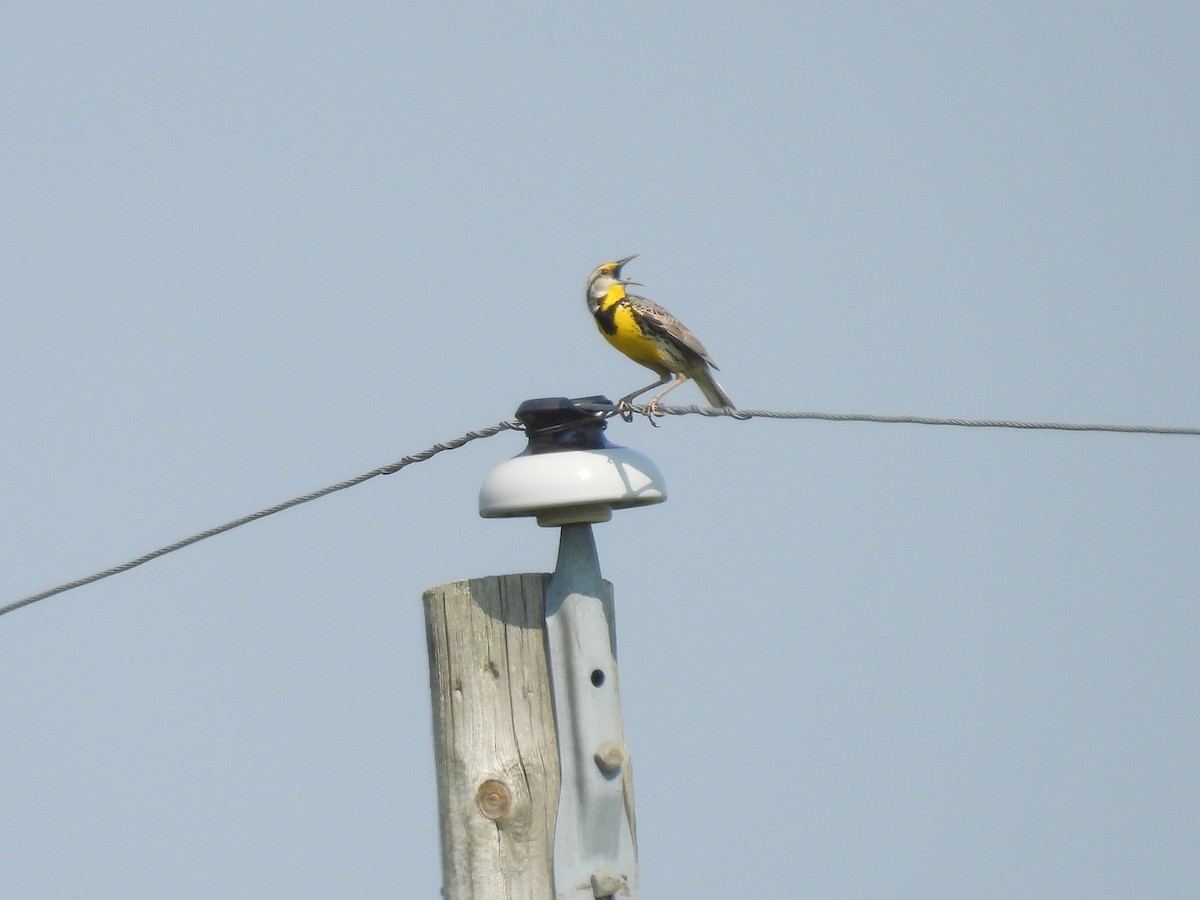 Eastern Meadowlark - ML637317356