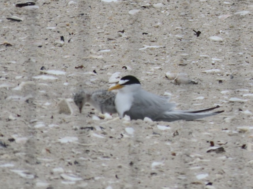 Least Tern - Ruth Bergstrom