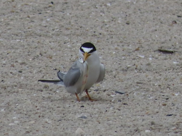 Least Tern - Ruth Bergstrom