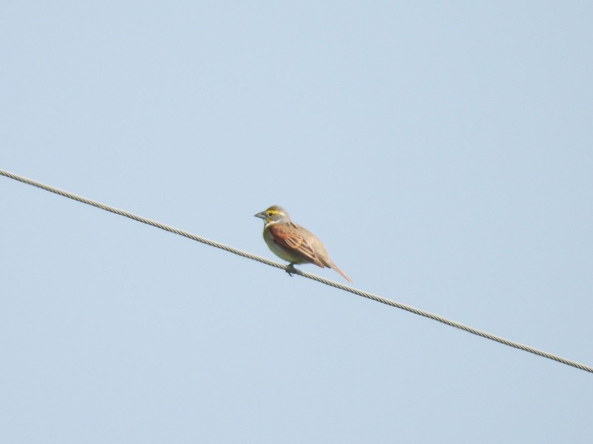Dickcissel - ML637317396