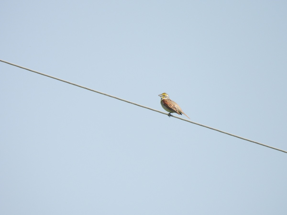 Dickcissel - ML637317397
