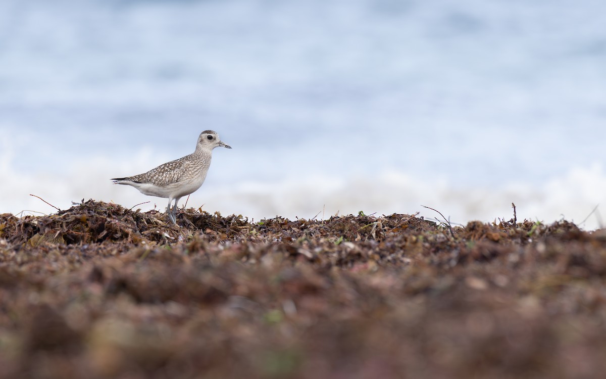 Black-bellied Plover - ML637317456