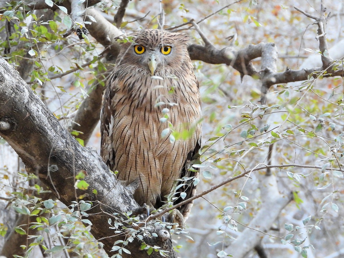 Brown Fish-Owl - ML637317458