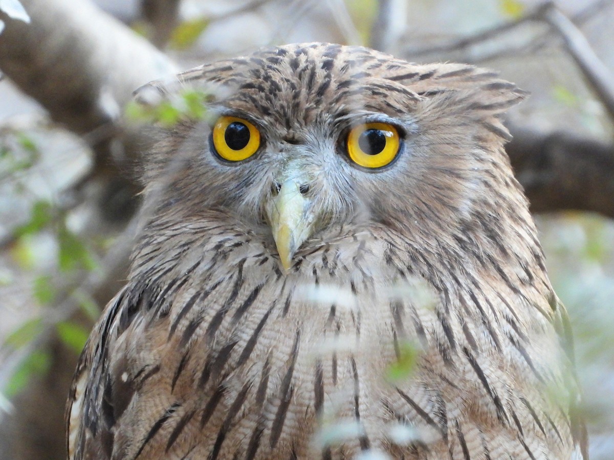 Brown Fish-Owl - ML637317473