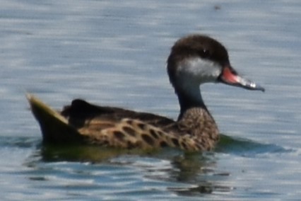 White-cheeked Pintail - ML637317638