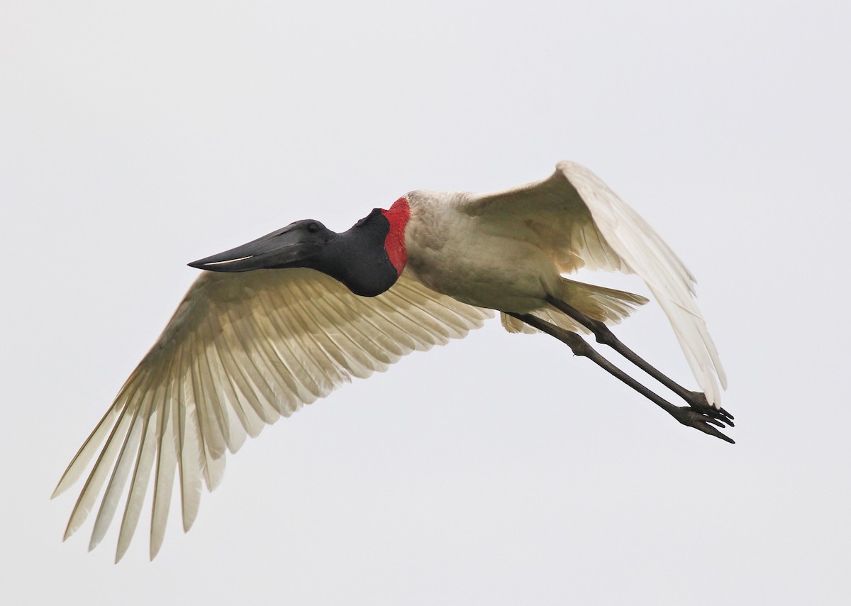 Jabiru - ML637317653