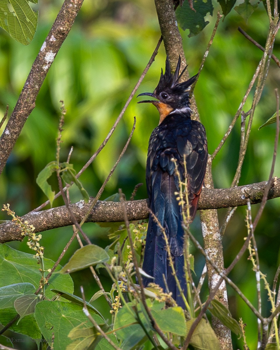 Chestnut-winged Cuckoo - ML637317664