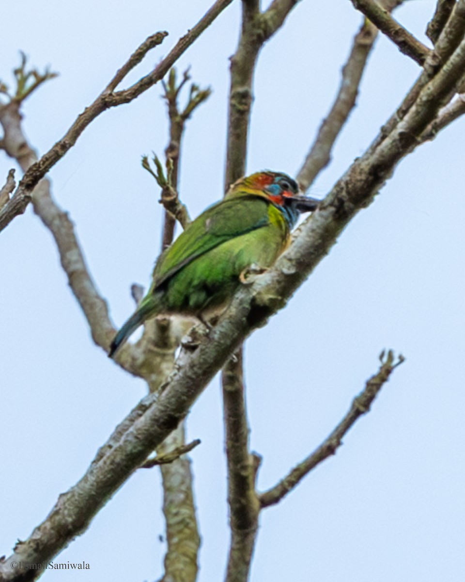 Blue-eared Barbet - ML637317692