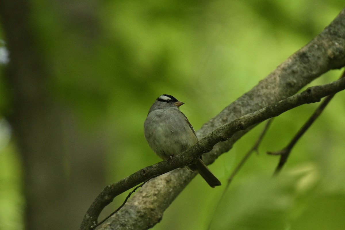 White-crowned Sparrow (Dark-lored) - ML637317731