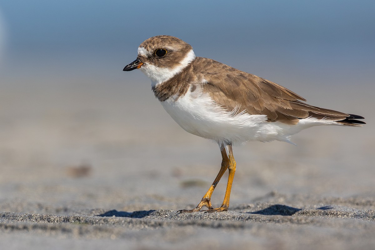 Semipalmated Plover - ML637317759