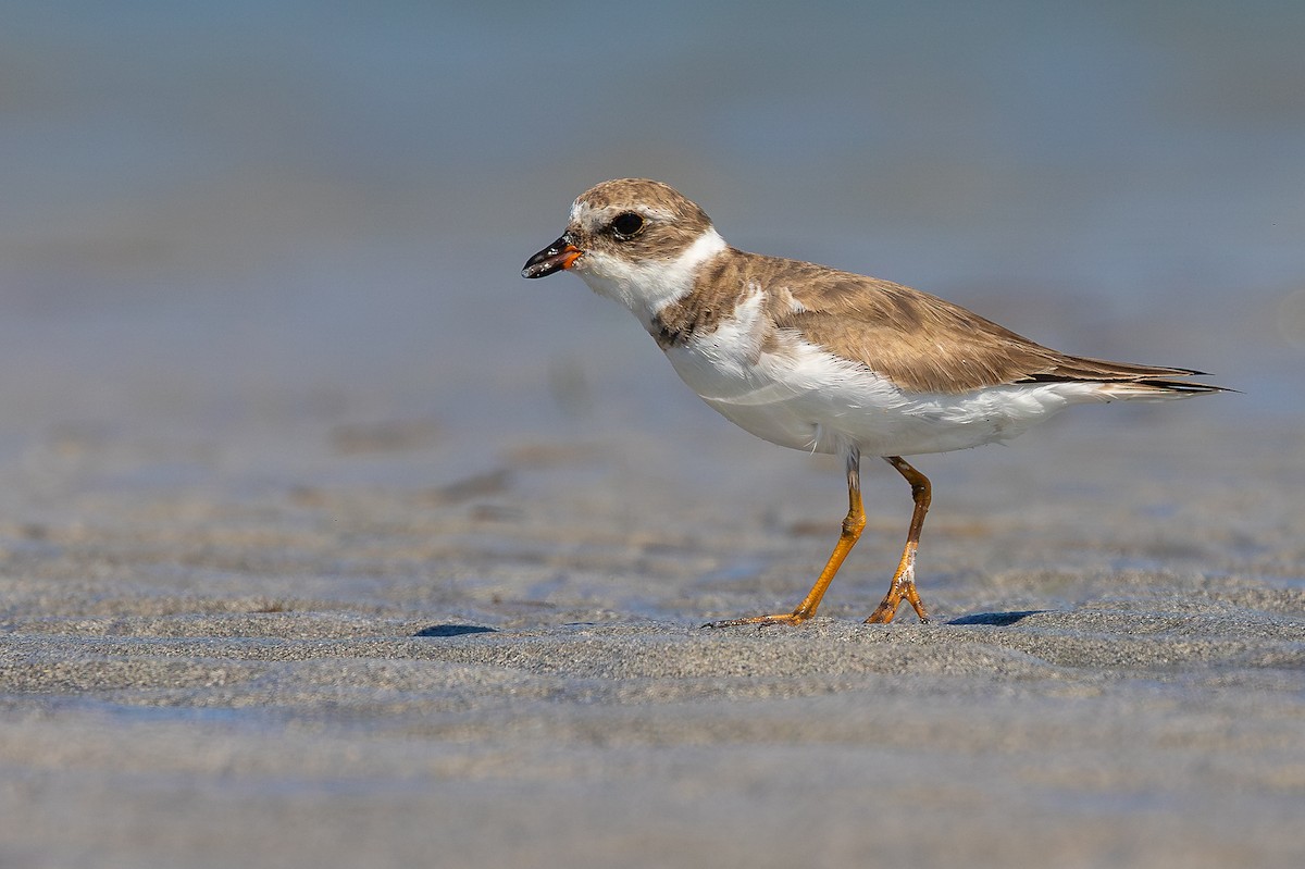 Semipalmated Plover - ML637317768