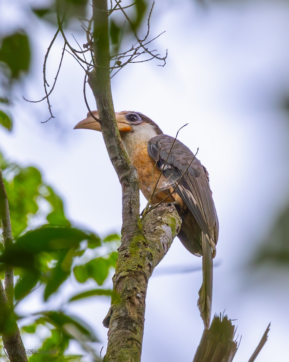 Brown Hornbill - ML637317818