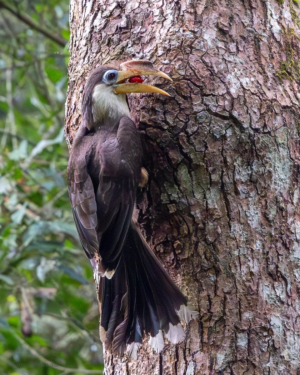 Brown Hornbill - ML637317819