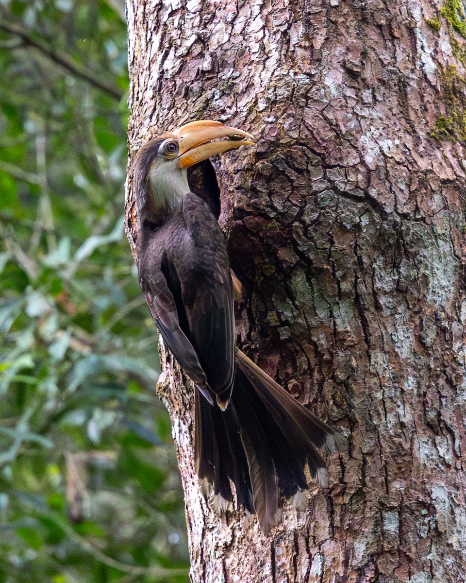 Brown Hornbill - ML637317821