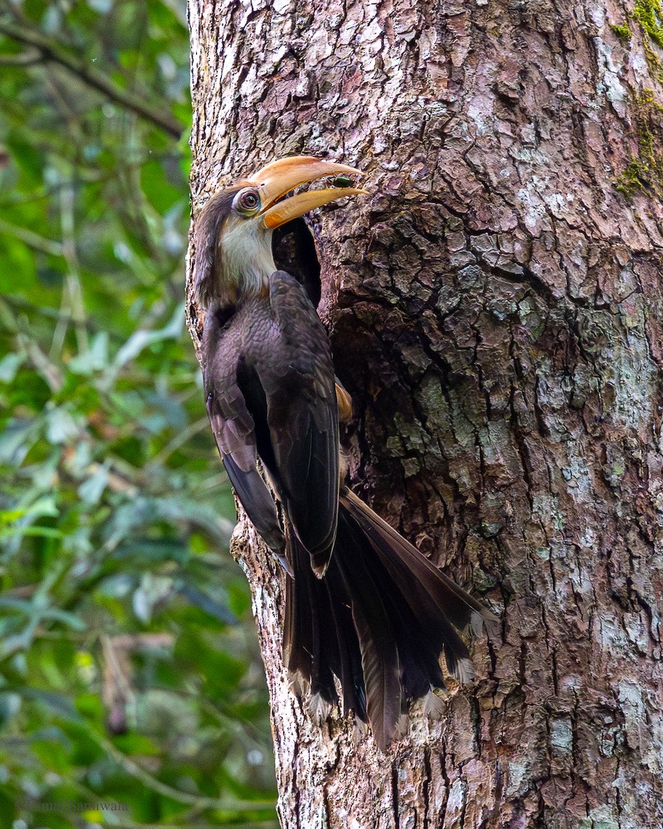 Brown Hornbill - ML637317822