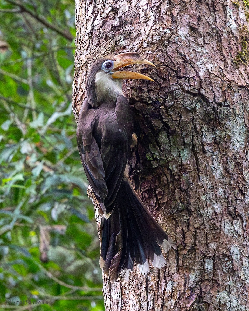 Brown Hornbill - ML637317823