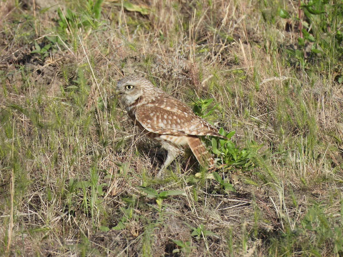 Burrowing Owl - ML637317838