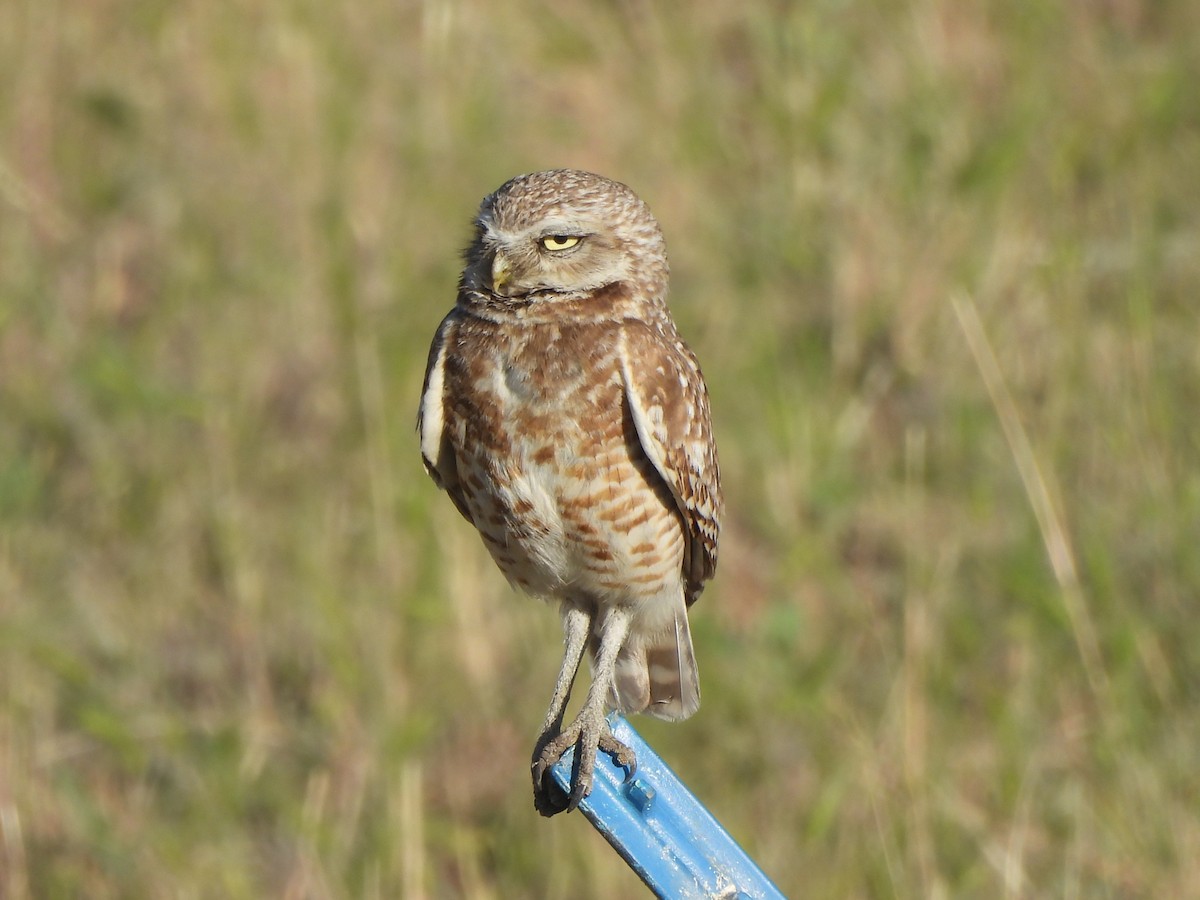 Burrowing Owl - ML637317840