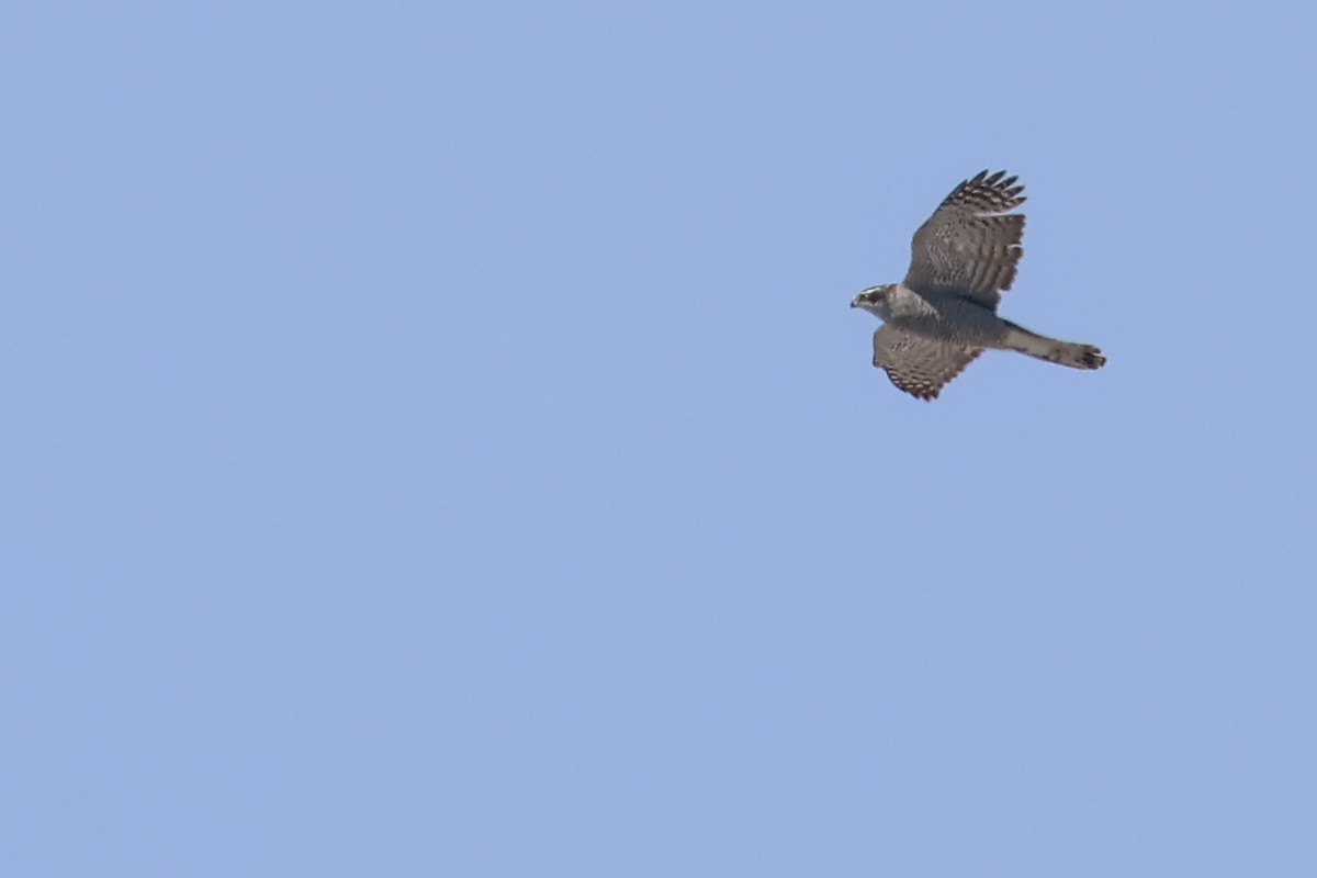 American Goshawk - ML637317849