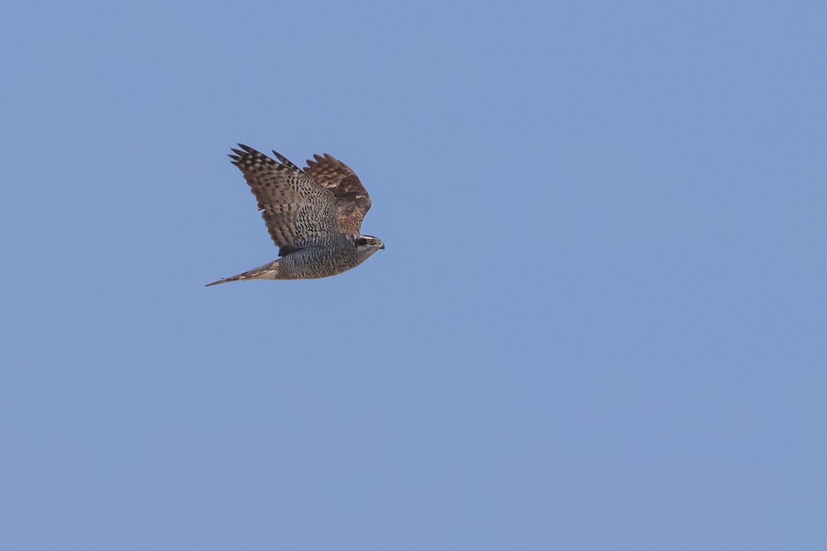 American Goshawk - ML637317850