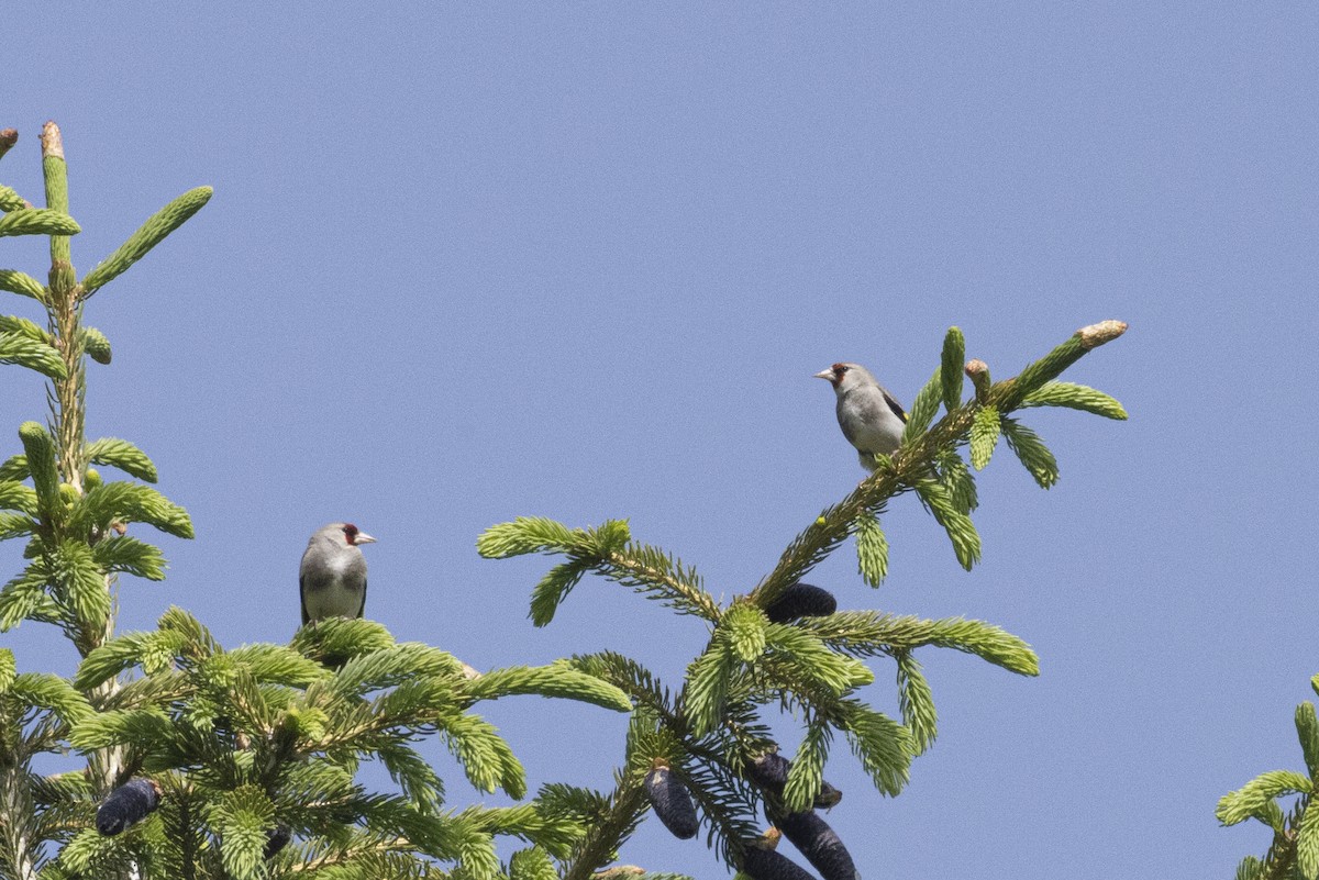 Gray-crowned Goldfinch - ML637317905