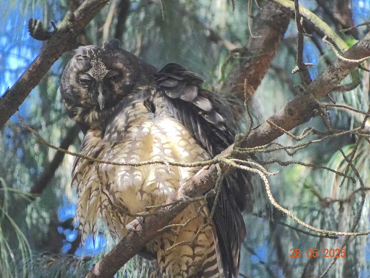 Stygian Owl - ML637317925