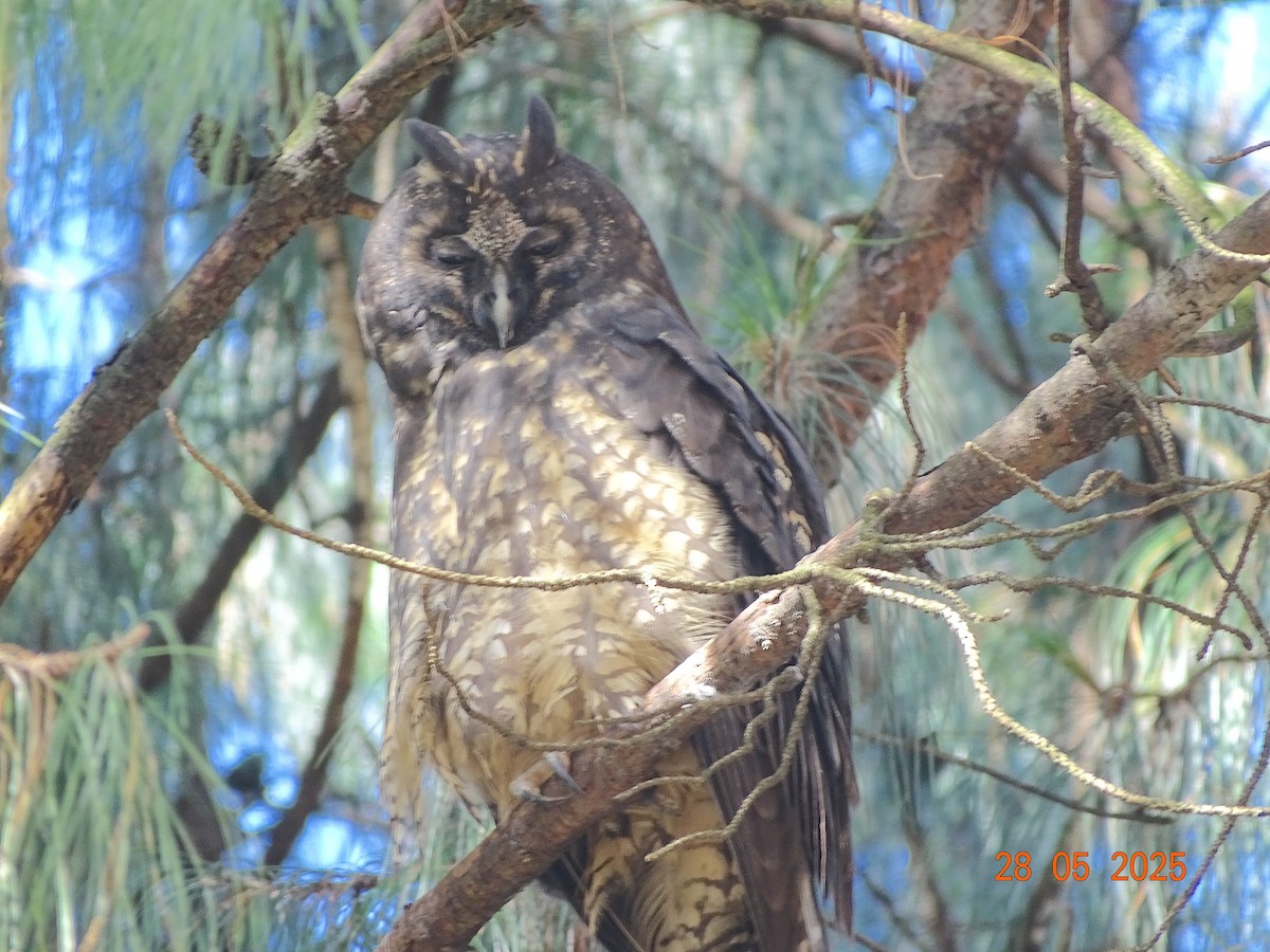 Stygian Owl - ML637317926