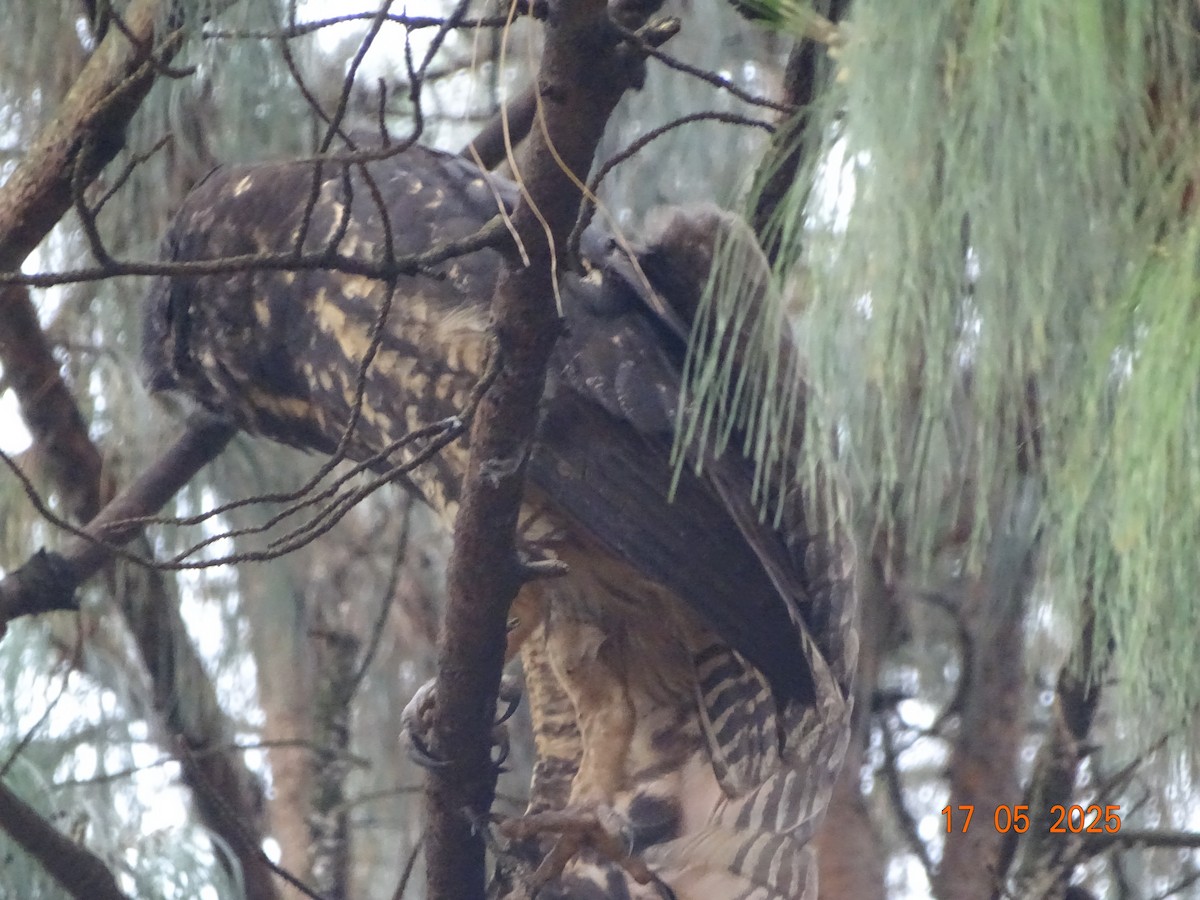 Stygian Owl - ML637317935