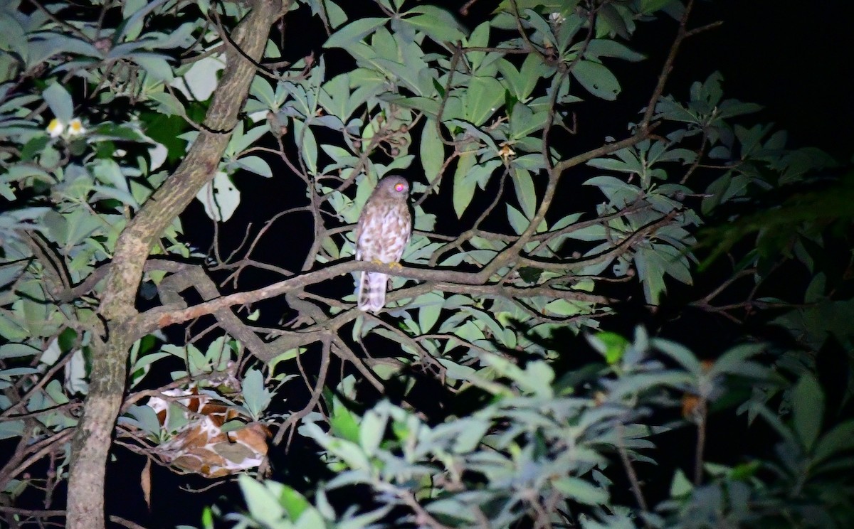 Brown Boobook - ML637317973