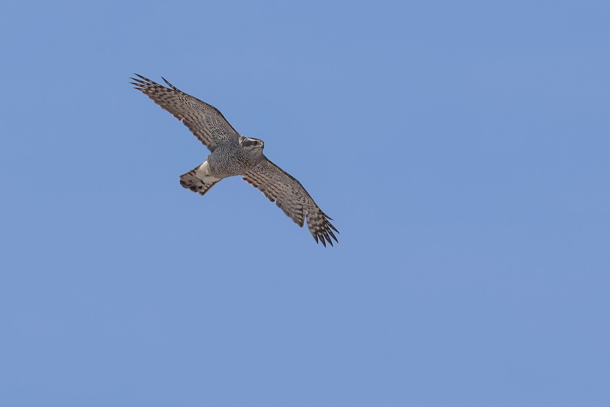 American Goshawk - ML637317987