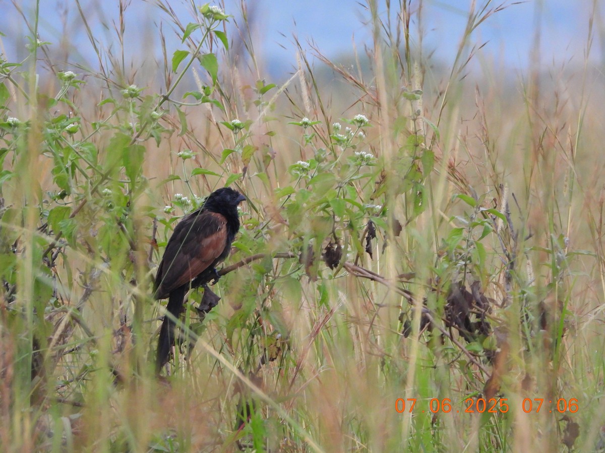 Black Coucal - ML637317989