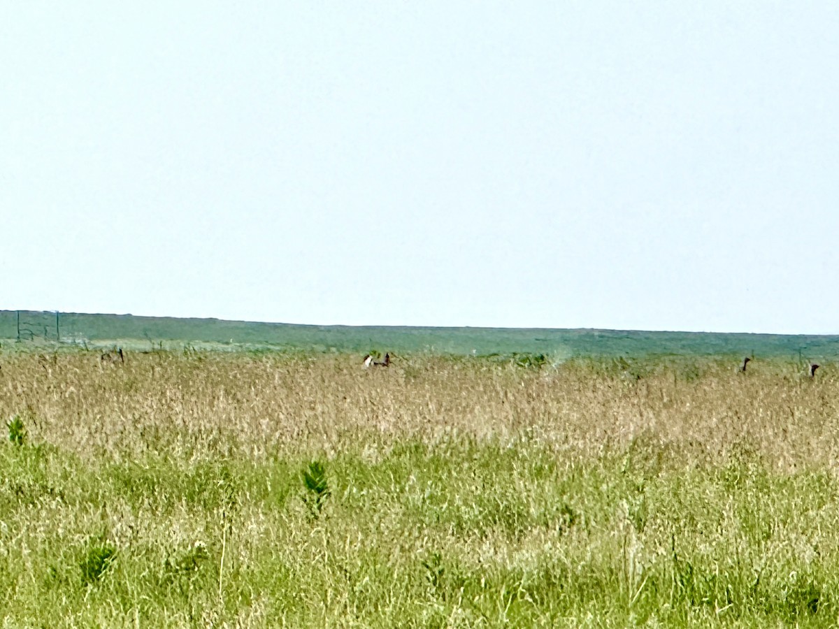 Greater Prairie-Chicken - ML637317992