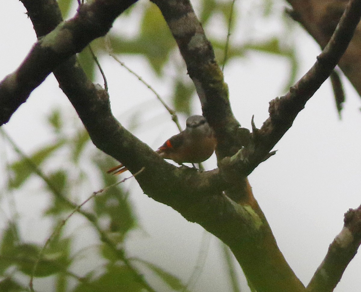 Rosy Minivet - ML637318003
