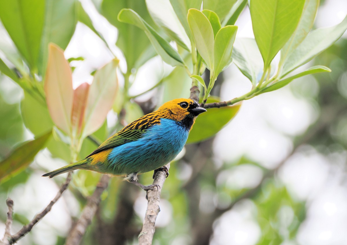 Gilt-edged Tanager - ML637318009