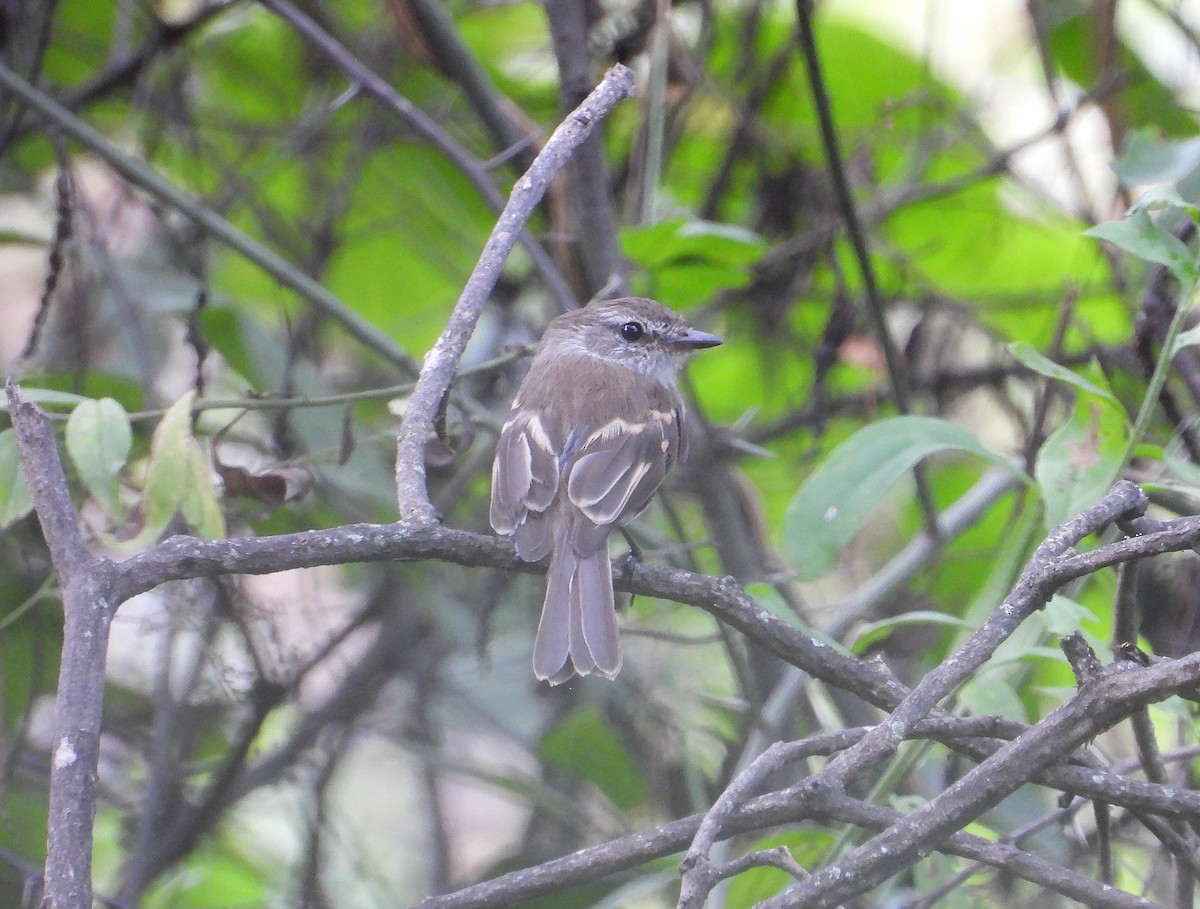 Mouse-gray Flycatcher - ML637318035